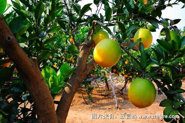 臍橙潰瘍病如何防治