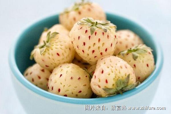 菠蘿莓價格多少錢一斤