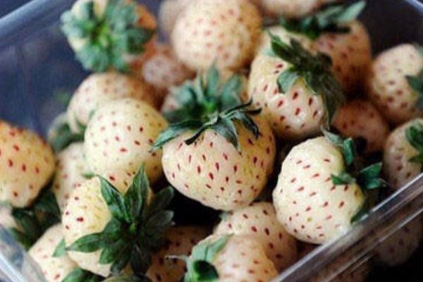 菠蘿莓價格多少錢一斤