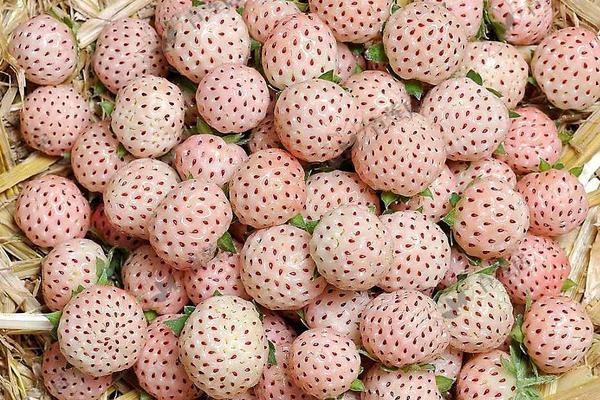 菠蘿莓價格多少錢一斤