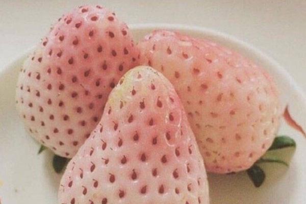 菠蘿莓價格多少錢一斤