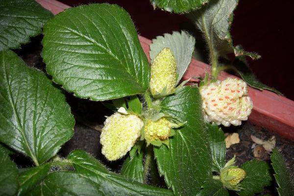 菠蘿莓價格多少錢一斤