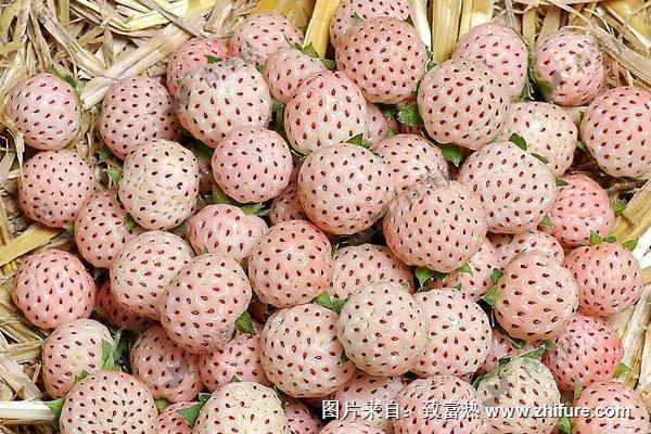 菠蘿莓圖片大全