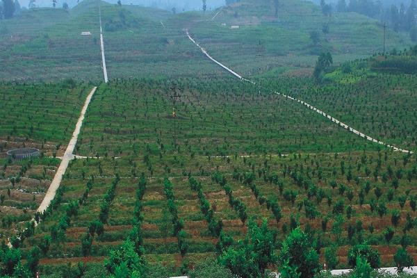 臍橙無公害栽培技術