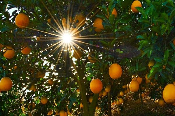 臍橙無公害栽培技術