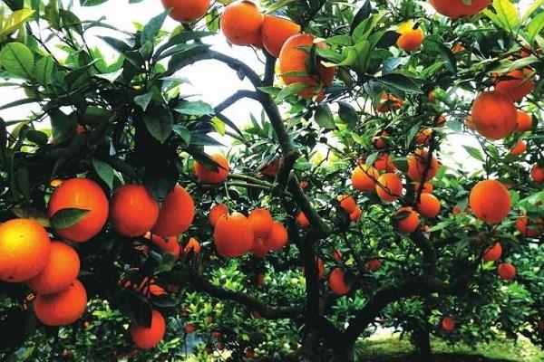 臍橙無公害栽培技術