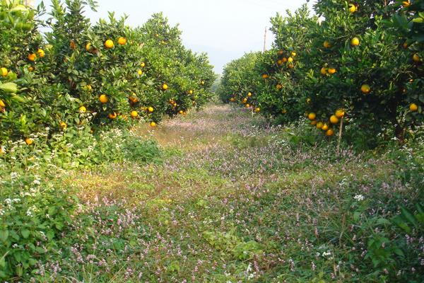 臍橙無公害栽培技術