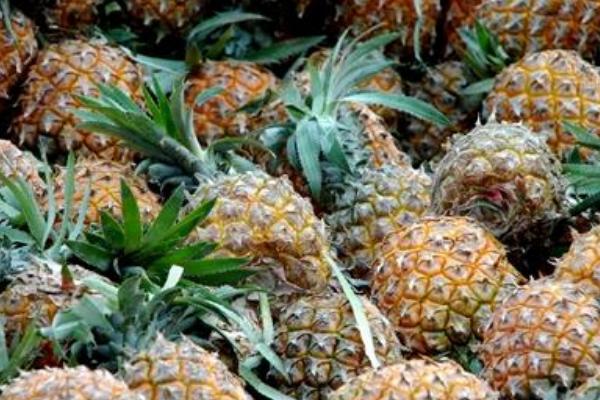 菠蘿去皮機(jī)有哪些品牌和型號(hào)