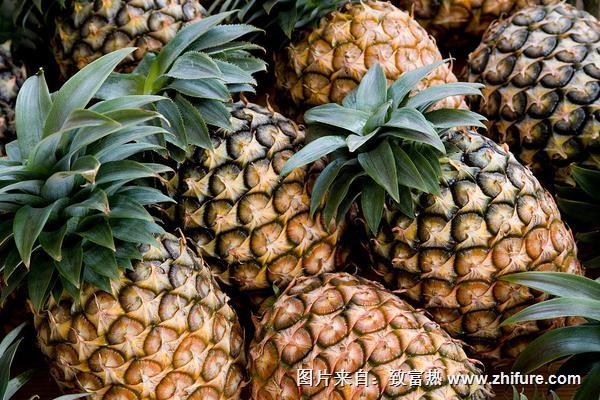 菠蘿長(zhǎng)在樹(shù)上還是地上