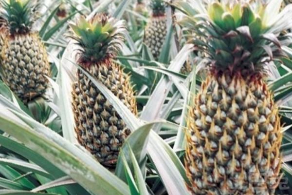 菠蘿長(zhǎng)在樹(shù)上還是地上