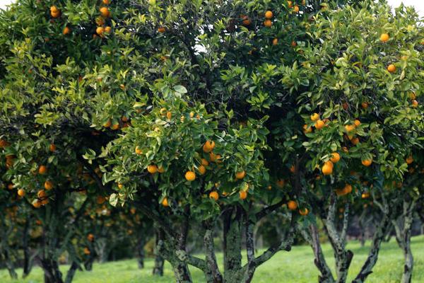 臍橙油包下陷原因及防治辦法