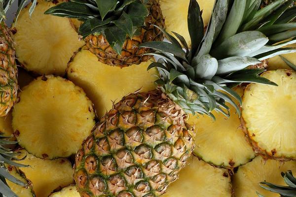 菠蘿長(zhǎng)在樹(shù)上還是地上