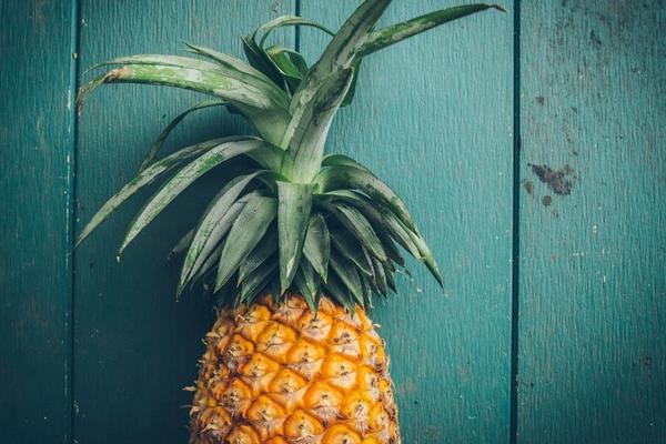 菠蘿長(zhǎng)在樹(shù)上還是地上