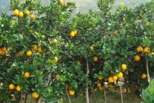 臍橙油包下陷原因及防治辦法