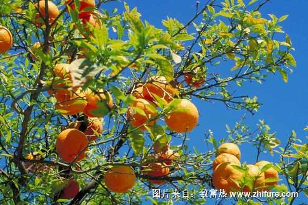 臍橙油包下陷原因及防治辦法