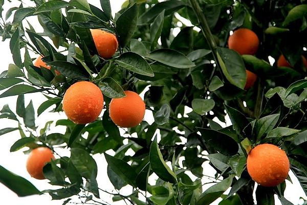 臍橙油包下陷原因及防治辦法