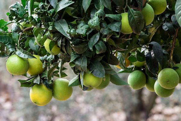 臍橙油包下陷原因及防治辦法
