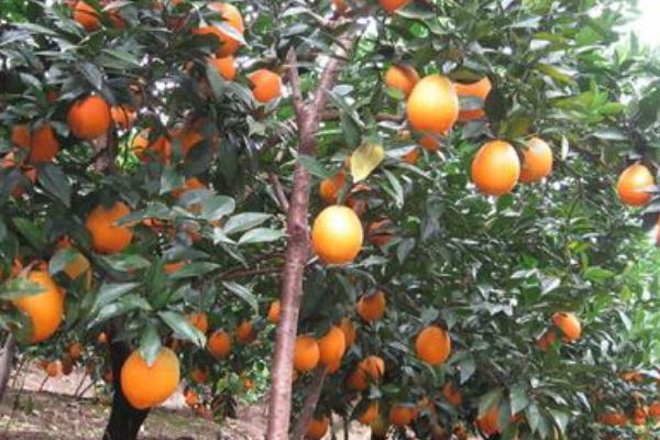 臍橙油包下陷原因及防治辦法