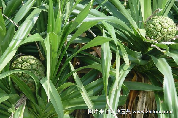 山菠蘿圖片大全