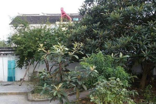 庭院種枇杷樹的風水