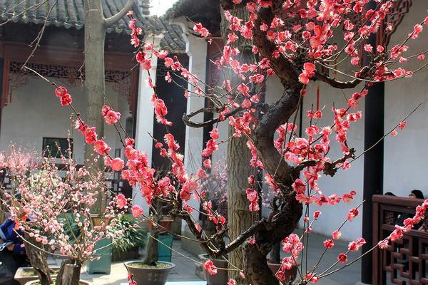 庭院種枇杷樹的風水