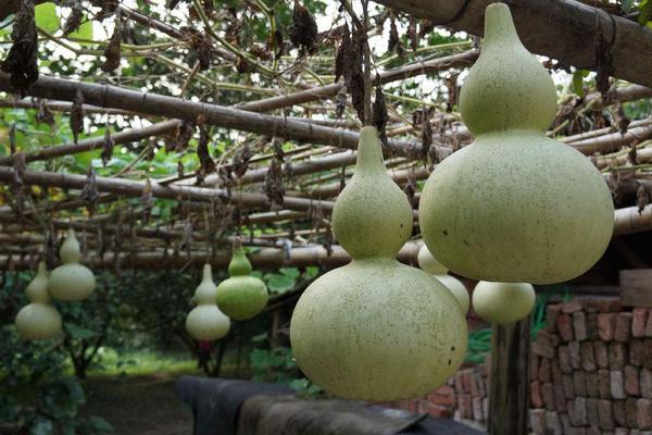 庭院種枇杷樹的風水