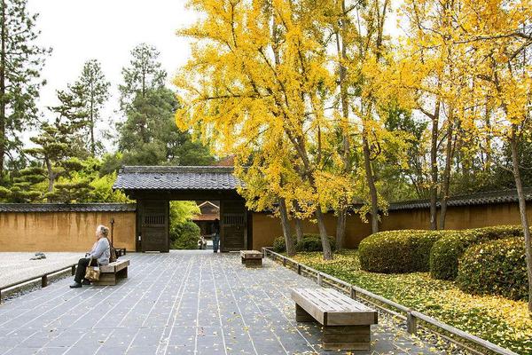 庭院種枇杷樹的風水