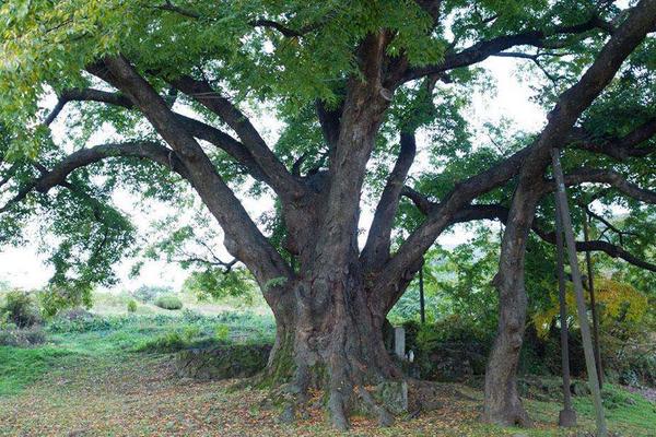 庭院種枇杷樹的風水