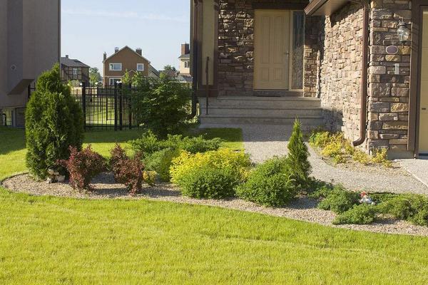 庭院種枇杷樹的風水