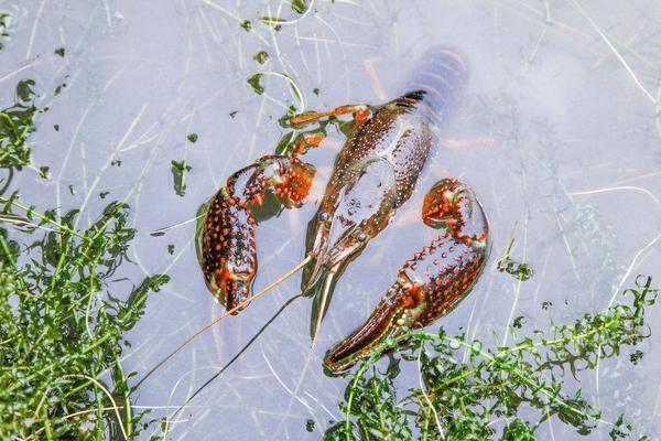 養(yǎng)小龍蝦放多少水
