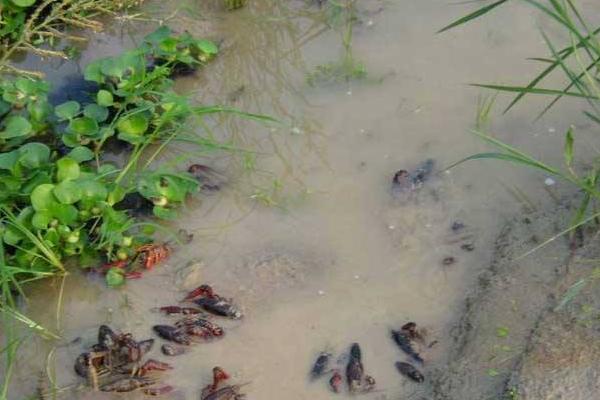 養(yǎng)小龍蝦放多少水