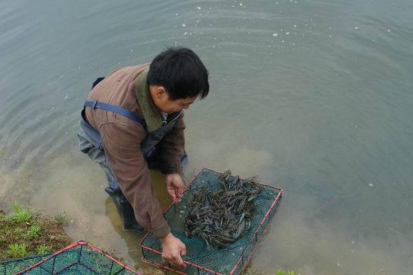 養(yǎng)小龍蝦放多少水