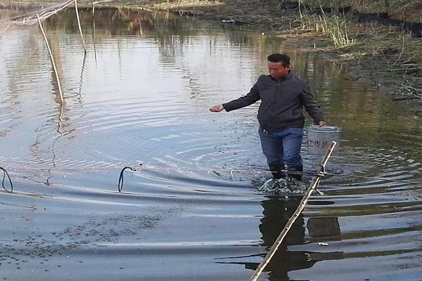 養(yǎng)小龍蝦放多少水