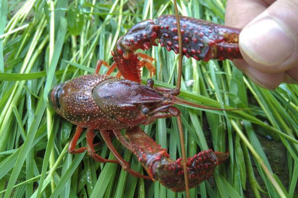 養(yǎng)小龍蝦放多少水