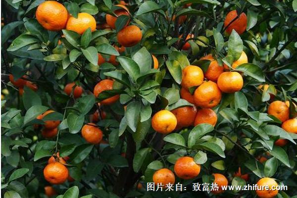 種一畝砂糖桔能賺多少錢？種砂糖桔的成本和利潤