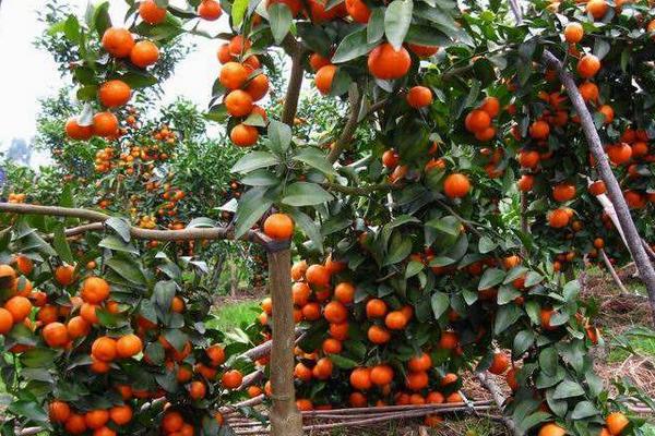 種一畝砂糖桔能賺多少錢？種砂糖桔的成本和利潤