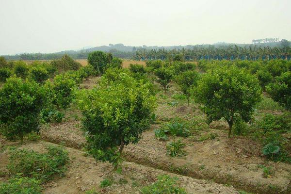 種一畝砂糖桔能賺多少錢？種砂糖桔的成本和利潤