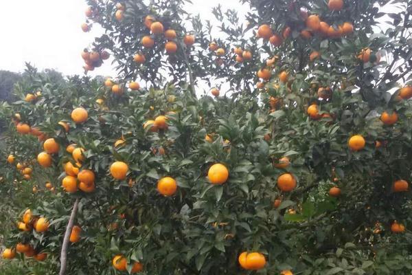 種一畝砂糖桔能賺多少錢？種砂糖桔的成本和利潤