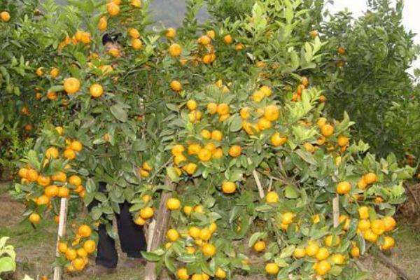 種一畝砂糖桔能賺多少錢？種砂糖桔的成本和利潤