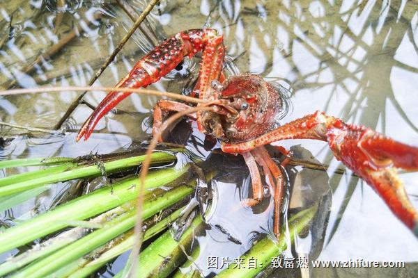 養小龍蝦放多少水