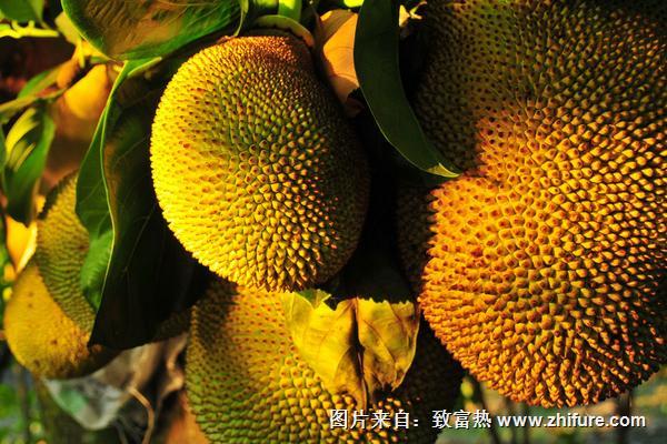 菠蘿蜜樹圖片大全