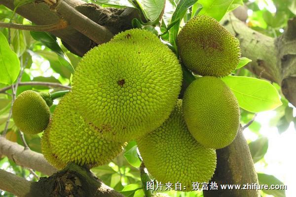 樹菠蘿的營(yíng)養(yǎng)價(jià)值及功效作用