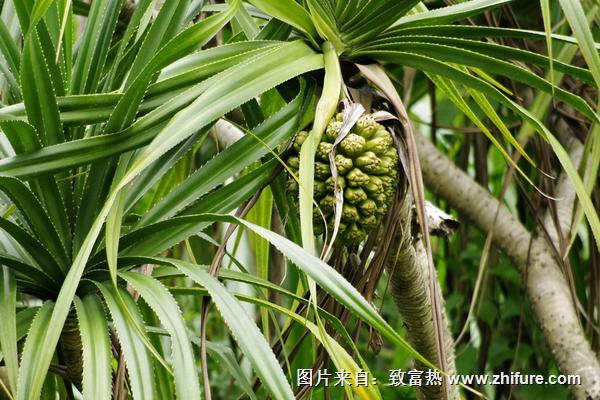 菠蘿樹的圖片大全