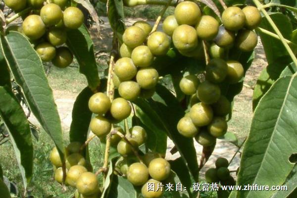 黃菠蘿樹圖片大全