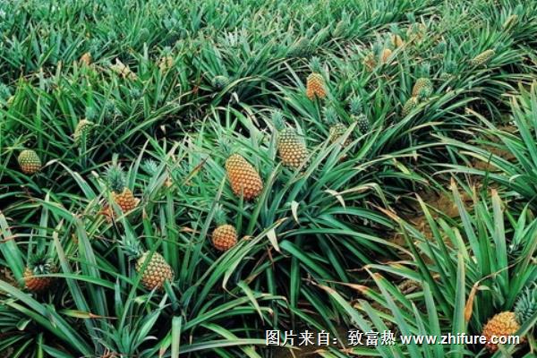 菠蘿樹一般有多高