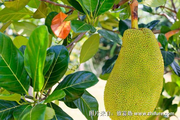 樹菠蘿的種植技術