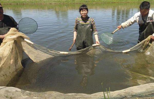 養(yǎng)一畝鱸魚能賺多少錢？養(yǎng)鱸魚的成本和利潤