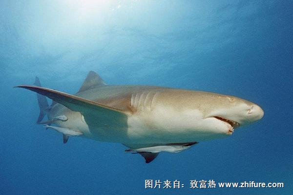 檸檬鯊圖片大全