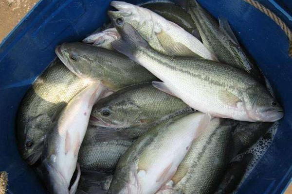 養(yǎng)一畝鱸魚能賺多少錢？養(yǎng)鱸魚的成本和利潤