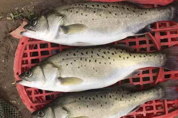 養(yǎng)一畝鱸魚能賺多少錢？養(yǎng)鱸魚的成本和利潤